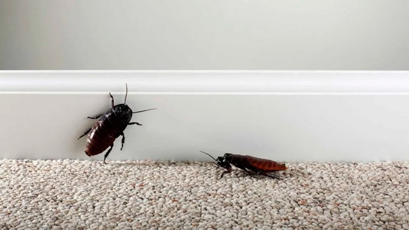 Почему тараканы встречаются дома? Как их истребить?