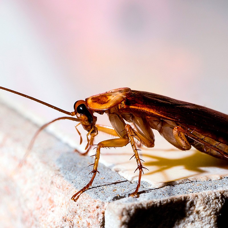 Как тараканы попадают в наши дома?